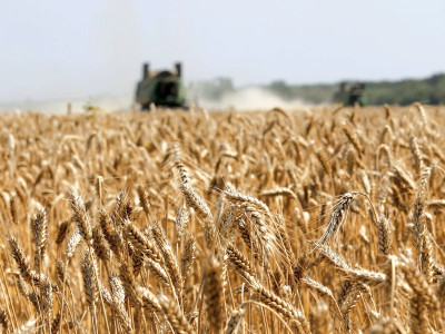 india misses the bus with wheat export decision