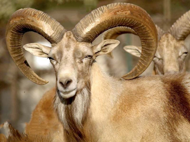 only those animals which are near the end of their lifespan are allocated for hunting purposes photo express only those animals which are near the end of their lifespan are allocated for hunting purposes photo express