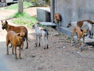 man dies due to unavailability of rabies vaccine in karachi hospital