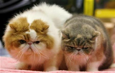 malaysian who killed cat in dryer faces jail in new law s first conviction malaysian who killed cat in dryer faces jail in new law s first conviction