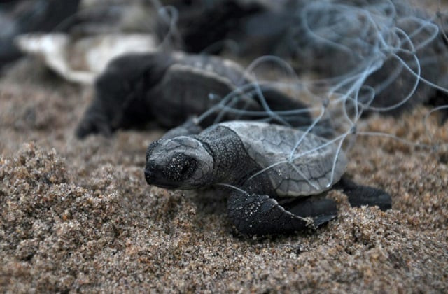 abandoned fishing nets kill and injure more than 100 000 whales dolphins seals and turtles annually according to uk based charity world animal protection photo afp abandoned fishing nets kill and injure more than 100 000 whales dolphins seals and turtles annually according to uk based charity world animal protection photo afp