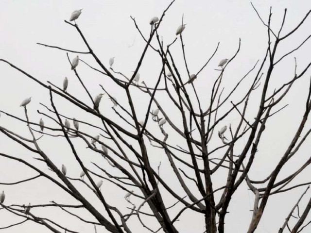 migratory cranes seen perched on a tree in rawalpindi photo express migratory cranes seen perched on a tree in rawalpindi photo express