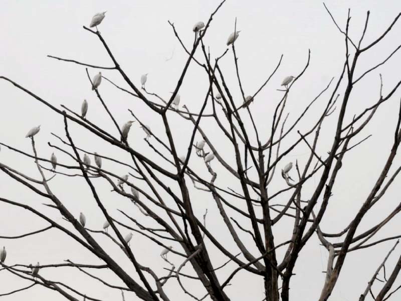 migratory cranes seen perched on a tree in rawalpindi photo express