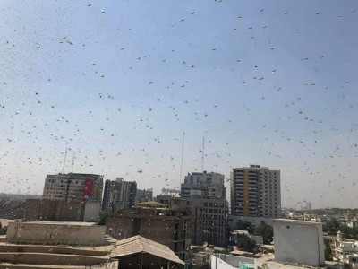 watch desert locusts descend upon karachi