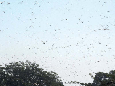 unusual sighting swarms of locusts descend upon karachi