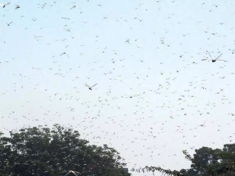 swarms of locusts took over parts of the city on monday for the first time in almost 60 years causing panic among residents given the ill omens locusts have historically been associated with photo online swarms of locusts took over parts of the city on monday for the first time in almost 60 years causing panic among residents given the ill omens locusts have historically been associated with photo online