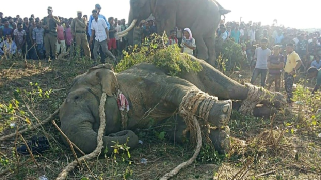 wildlife officers tracked the pachyderm through a forest for several days using drones and domesticated elephants photo afp wildlife officers tracked the pachyderm through a forest for several days using drones and domesticated elephants photo afp