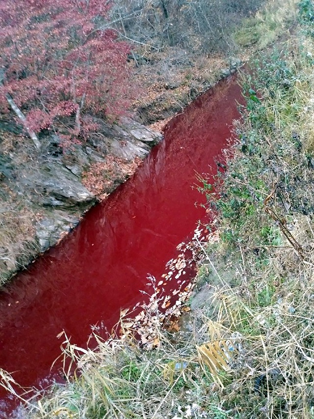 south korea river turns red with blood after mass slaughter