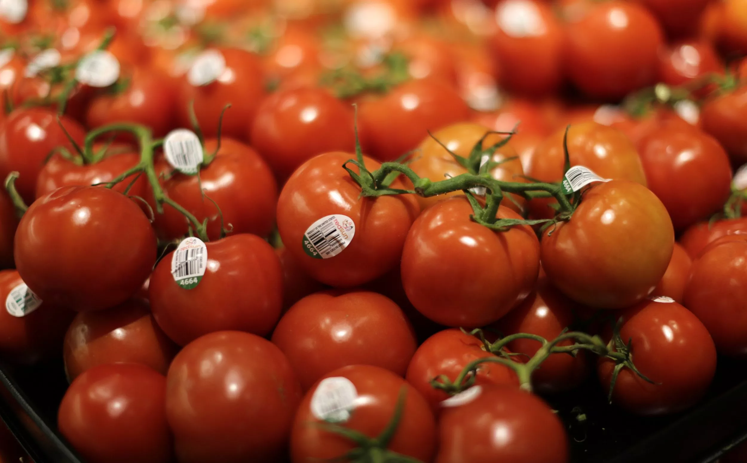 a reuters file photo of tomatoes a reuters file photo of tomatoes