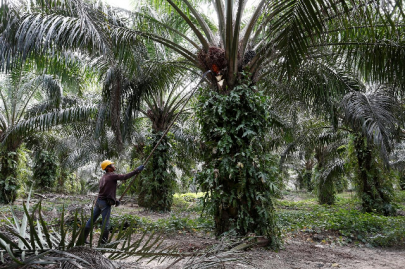 india resumes buying malaysian palm oil as kuala lumpur offers discount traders india resumes buying malaysian palm oil as kuala lumpur offers discount traders