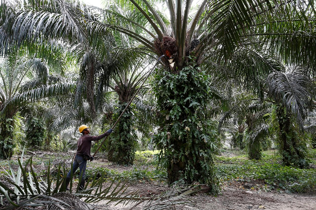 a worker collects palm oil fruits at a plantation in bahau negeri sembilan malaysia photo reuters