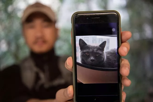 this photo shows pet detective sun jinrong holding a phone with the picture of a missing cat in a residential compound in beijing photo afp this photo shows pet detective sun jinrong holding a phone with the picture of a missing cat in a residential compound in beijing photo afp