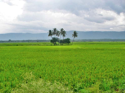 govt moves to reintroduce agricultural display plots in punjab