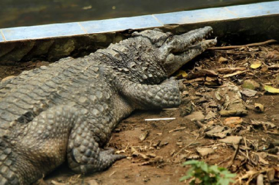 australian man survives croc attack by gouging its eye australian man survives croc attack by gouging its eye