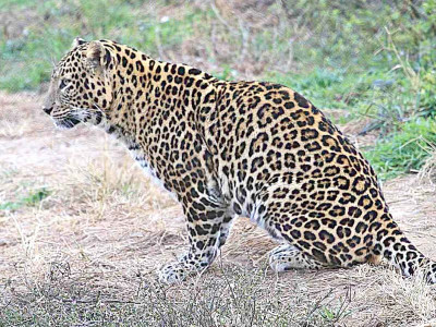 wildlife in peril rising human wildlife conflict leads to loss of fauna in k p wildlife in peril rising human wildlife conflict leads to loss of fauna in k p