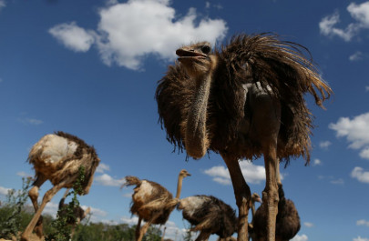 failure to launch punjab s ostrich gamble at risk of running aground