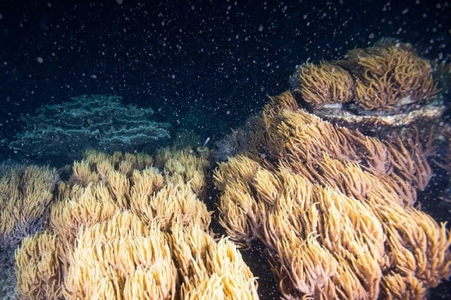 australia 039 s great barrier reef the world 039 s largest reef system goes into a spawning frenzy once a year photo afp australia 039 s great barrier reef the world 039 s largest reef system goes into a spawning frenzy once a year photo afp