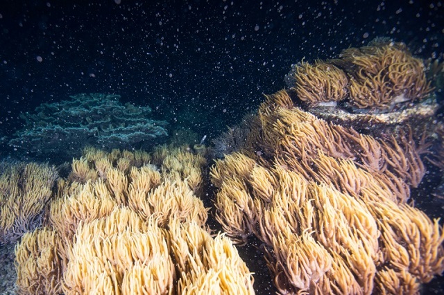 australia 039 s great barrier reef the world 039 s largest reef system goes into a spawning frenzy once a year photo afp