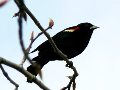 partridge hunting season begins in k p
