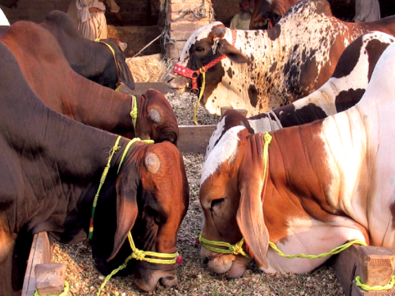 routine vaccination services remain suspended in north waziristan photo inp