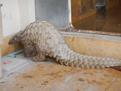 struggling for survival indian pangolin a species on the brink of extinction
