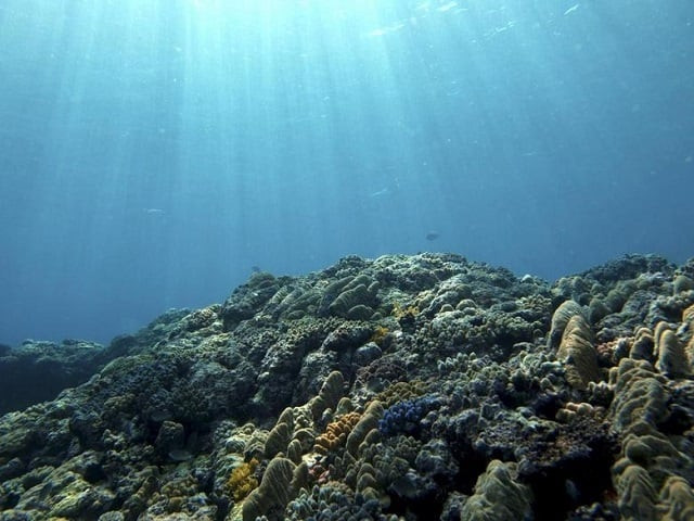 cultivating food from the ocean generally has a lower impact on the climate than land based agriculture photo reuters file