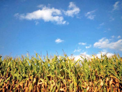 in pakistan banks urged to increase agri credit disbursement