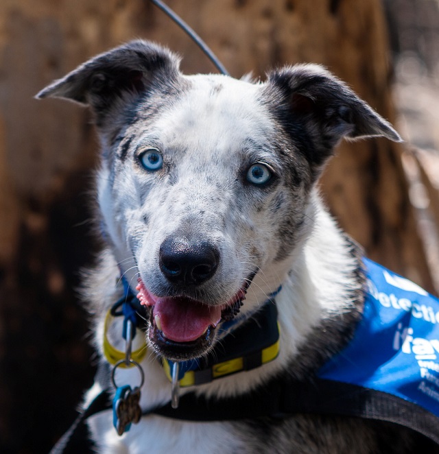 bear a cattle dog cross breed who is helping to find and save koalas injured in australia 039 s recent bushfires photo reuters