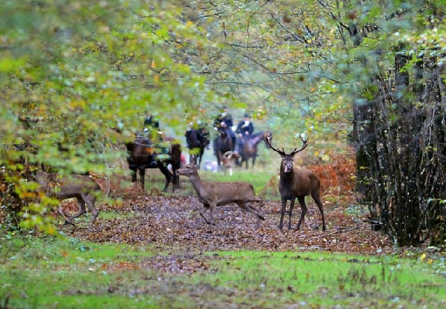 pregnant woman killed by dogs while walking in french woods