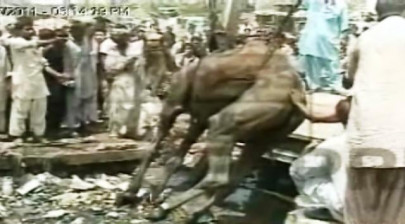 camel rescued from ditch in hyderabad