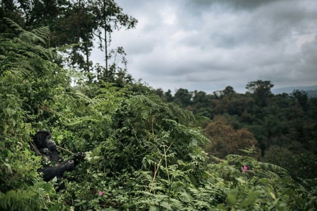 a third of tropical flora in africa is threatened including in southern democratic republic of congo photo afp a third of tropical flora in africa is threatened including in southern democratic republic of congo photo afp