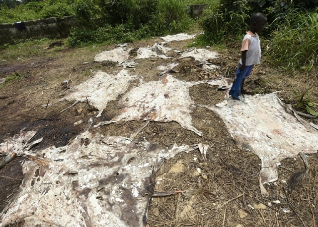 researchers say china 039 s demand for donkey skins threatens the world 039 s donkey population photo afp