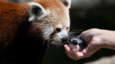 french zoo seeks red panda after breakout