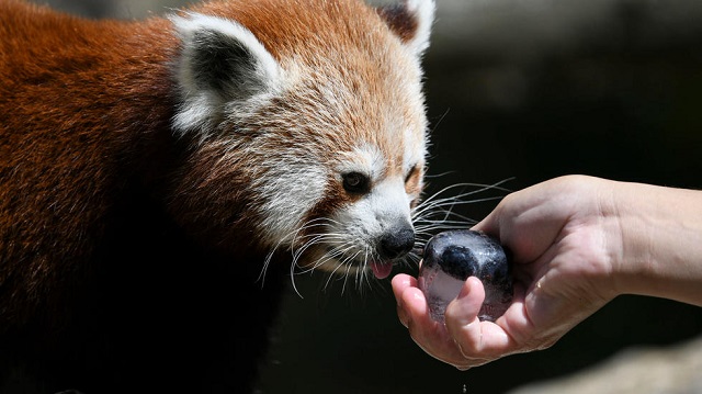 the shy creatures spend most of their time in trees and are not considered dangerous representational image photo afp