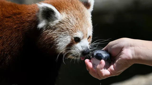 the shy creatures spend most of their time in trees and are not considered dangerous representational image photo afp the shy creatures spend most of their time in trees and are not considered dangerous representational image photo afp
