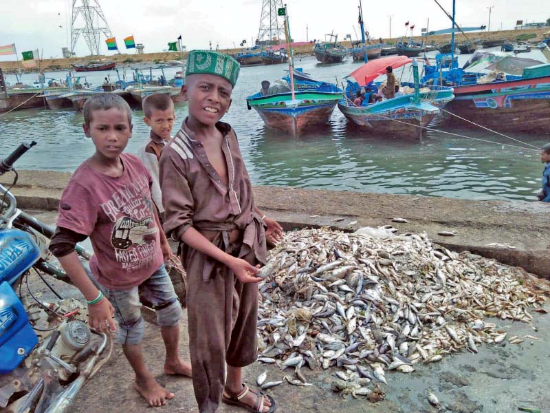 young fishermen pose alongside their catch at ibrahim hyderi the fisher folk community has been struggling to make ends meet as the marine population has declined over the years photo express