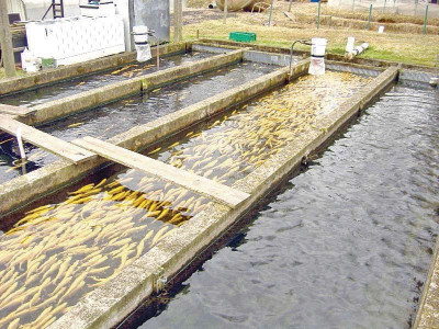 collective effort for uplift of fishery sector urged collective effort for uplift of fishery sector urged