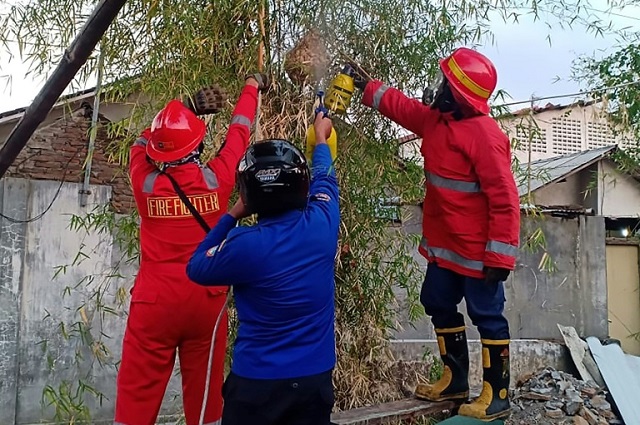 a group of volunteers are also going to locations where the hornets breed to destroy their nests photo afp