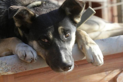 barking dog that bites too barking dog that bites too