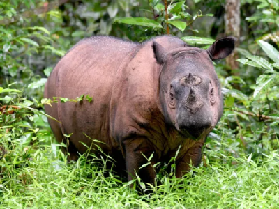malaysia s last known sumatran rhino dies malaysia s last known sumatran rhino dies
