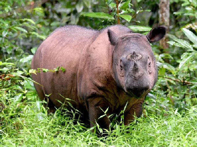a sumatran rhino photo afp a sumatran rhino photo afp