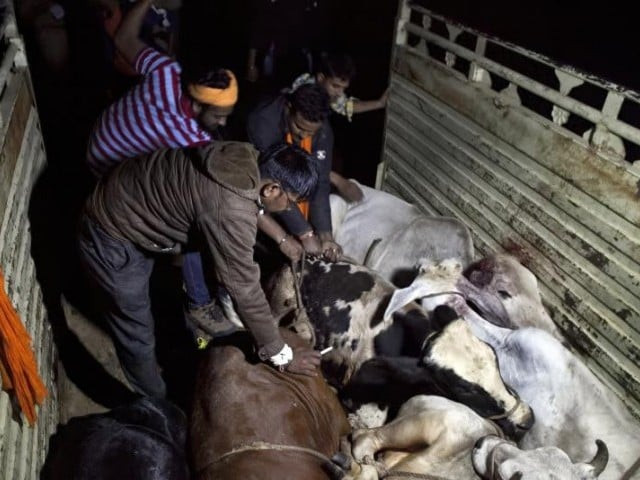 number of stray cows in india has risen sharply as farmers abandon old and sick cows instead of selling them for slaughter due to fear of prosecution or violence photo courtesy hrw file