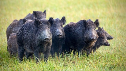 wild boar discover snort cocaine stash wild boar discover snort cocaine stash