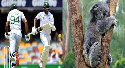 raja offers koala esque inspiration to pakistan openers raja offers koala esque inspiration to pakistan openers