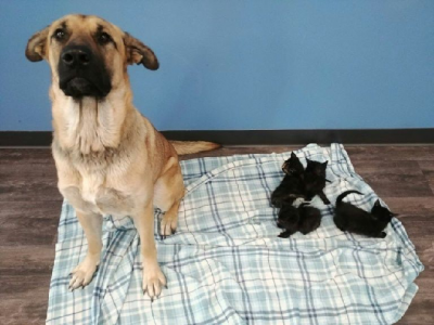 stray dog saves abandoned kittens from cold canada winter stray dog saves abandoned kittens from cold canada winter