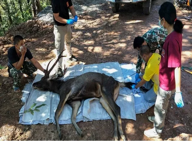 the bags contained coffee grounds instant noodle packaging garbage bags towels and also underwear according to photos provided by the national park photo afp the bags contained coffee grounds instant noodle packaging garbage bags towels and also underwear according to photos provided by the national park photo afp