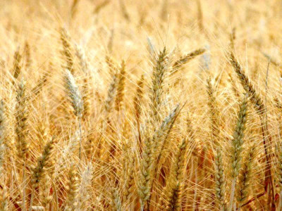 despite price rise wheat farmers get no incentive