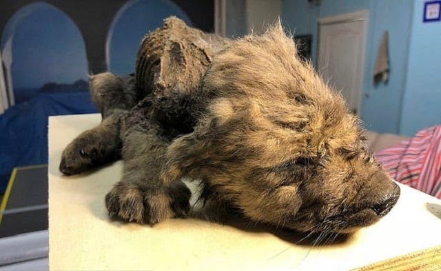 scientists have found in siberia an quot amazingly well preserved quot 18 000 year old puppy that could be the oldest confirmed dog in history photo the siberian times scientists have found in siberia an quot amazingly well preserved quot 18 000 year old puppy that could be the oldest confirmed dog in history photo the siberian times