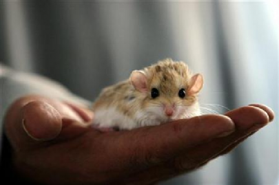 china confirms fourth plague case china confirms fourth plague case