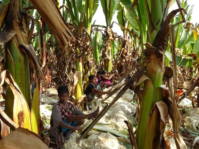 women harvest enset in the ethiopian highlands credit royal botanic gardens kew photo reuters